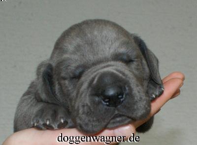 Synovia Vom Hause Wagner