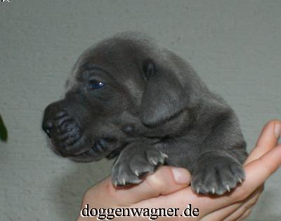 Squama Vom Hause Wagner