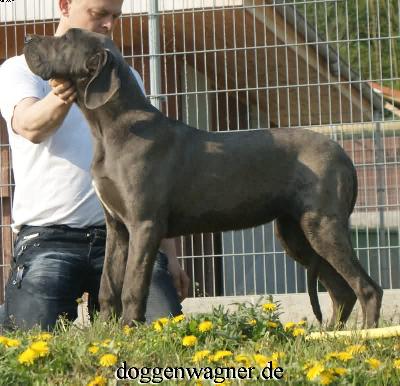 Tutti Quanti Vom Hause Wagner