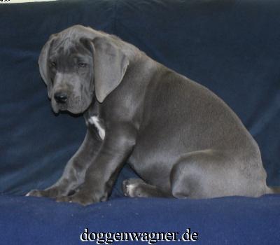 Varus Vom Hause Wagner