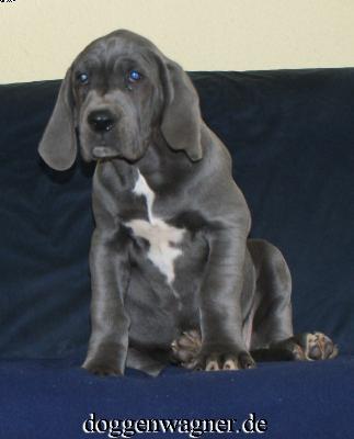 Vega Vom Hause Wagner