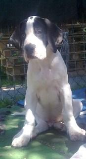 Etax Beaux Chiens