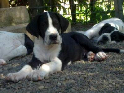 Ember Beaux Chiens