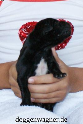 Xandro Vom Hause Wagner