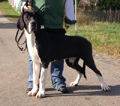 Fila Beaux Chiens