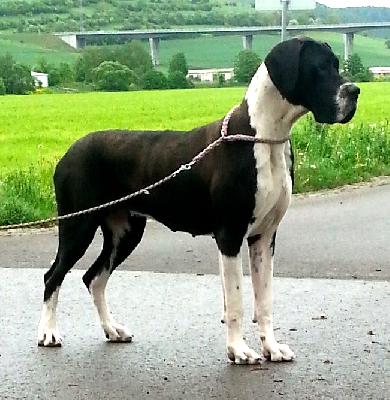 Fila Beaux Chiens