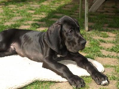 Black Jack Vom Mephisto