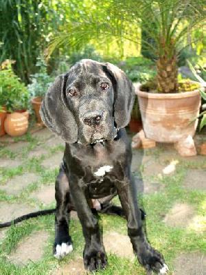 Black Jack Vom Mephisto