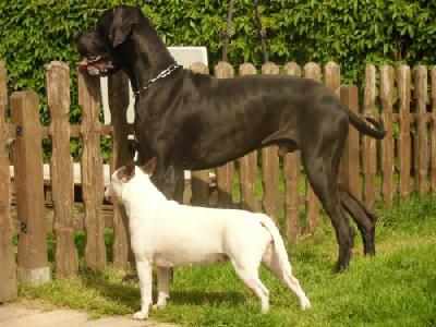 Black Jack Vom Mephisto