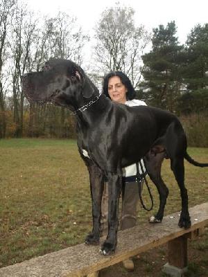Black Jack Vom Mephisto