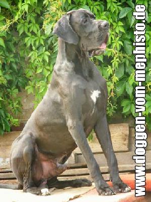 Black Jack Vom Mephisto