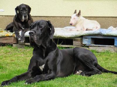 Black Jack Vom Mephisto