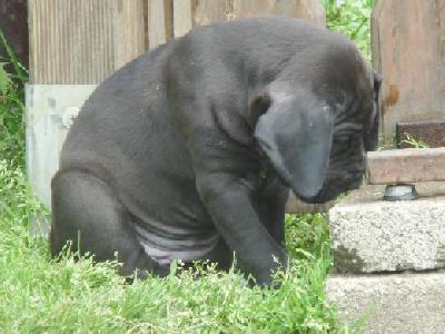 Black Spirit Vom Mephisto