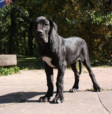 Xandria Von Schlesien