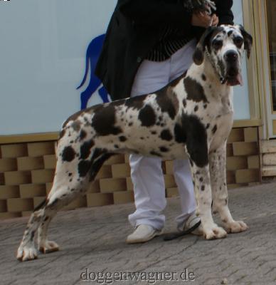 Canessa Vom Hause Wagner