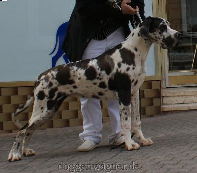 Canessa Vom Hause Wagner