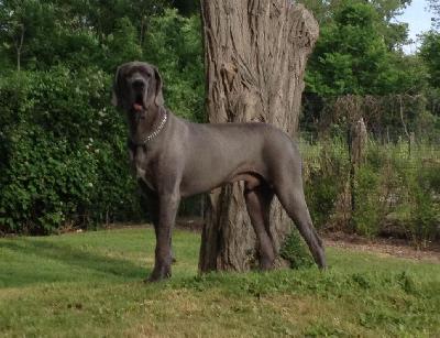 Elindo Vom Hause Wagner