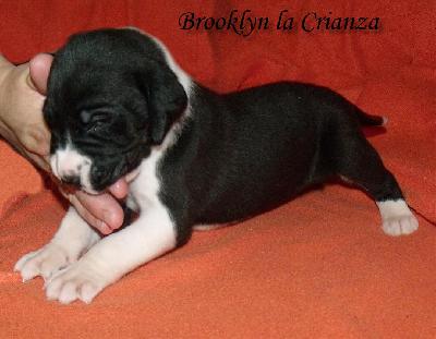 Brooklyn La Crianza