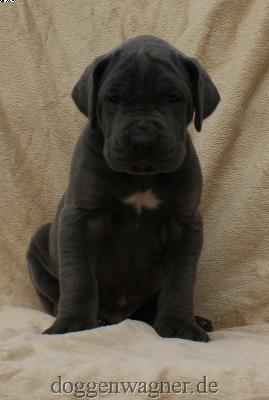 Graf Gregor Vom Hause Wagner