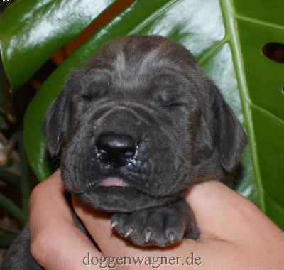 Grfin Sophie Vom Hause Wagner