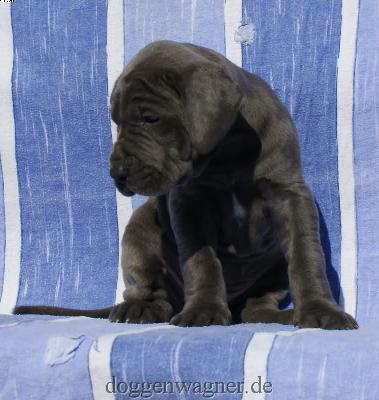 Grfin Sophie Vom Hause Wagner