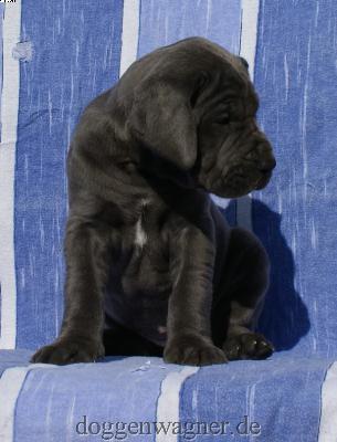 Grfin Sophie Vom Hause Wagner