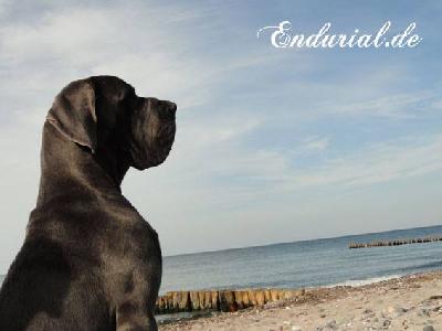 Ch Avales Endurial
