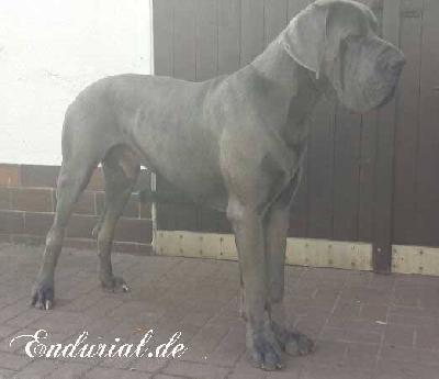 Ch Avales Endurial