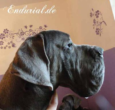 Ch Avales Endurial
