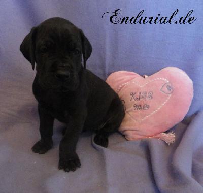 Ch Arkadia Endurial