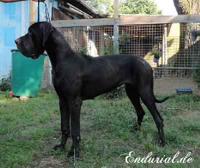 Ch Arkadia Endurial