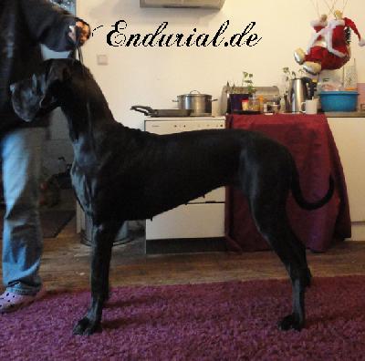 Ch Arkadia Endurial