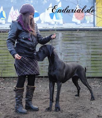 Ch Arkadia Endurial