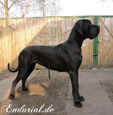 Ch Arkadia Endurial
