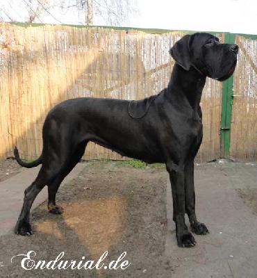 Ch Arkadia Endurial