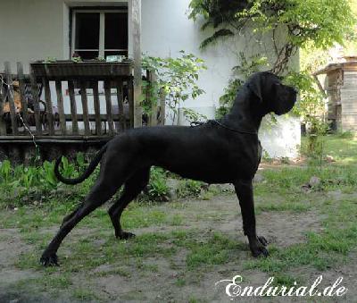 Ch Arkadia Endurial