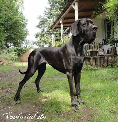 Ch Arkadia Endurial