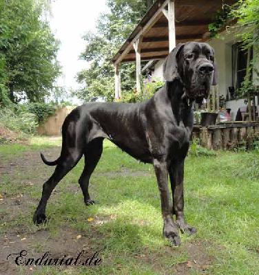 Ch Arkadia Endurial