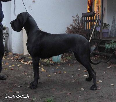Ch Arkadia Endurial