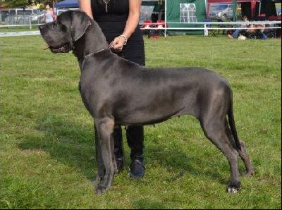 Quendoline Von Blue Ground