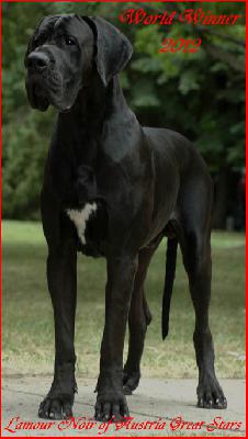 Ch Lamour-Noir of Austria Great Stars