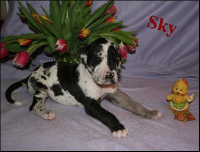 Sky Von Blue Ground