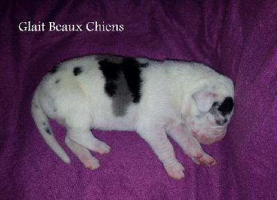 Glait Beaux Chiens
