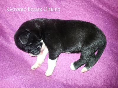 Gerome Beaux Chiens
