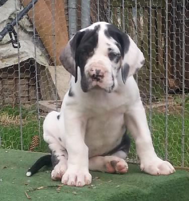 Gill Beaux Chiens