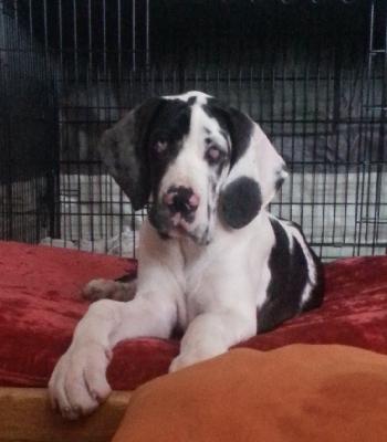 Gill Beaux Chiens