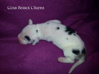 Gina Ziva Beaux Chiens