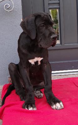 Grand Black Von Schlesien