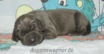 Lady Loretta Vom Hause Wagner