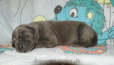 Lady Godiva Vom Hause Wagner
